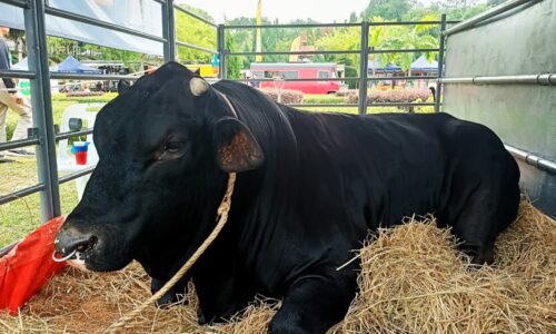 ‘Gorgon’ sado tapi manja….