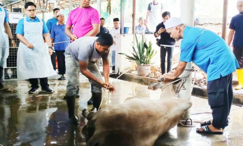 Bekalan ternakan untuk Aidiladha mencukupi