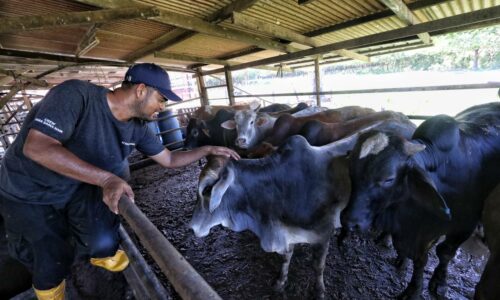 Lembu pembawa rezeki