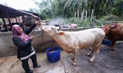 Nur Siti Fatimah selesa jaga lembu
