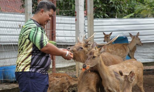 Penjinak rusa Taboh Naning