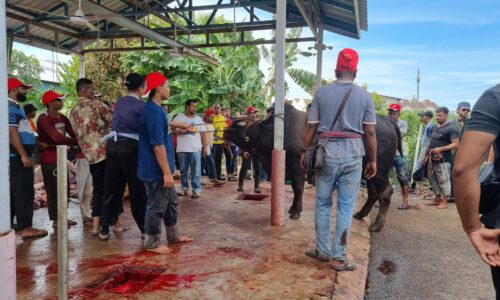 Lembu ‘sado’ 730 kg antara korban di Karnival Qorban House
