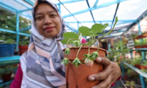 Strawberi manis dari ‘negeri panas’
