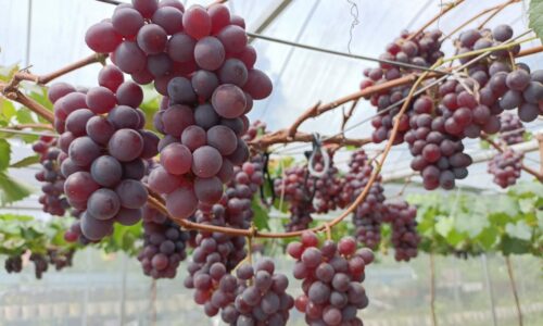 Sensasi anggur rasa laici Masjid Tanah