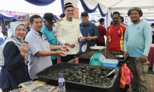 Melaka giat ternak ‘kerang padu’, ‘kupang manis’