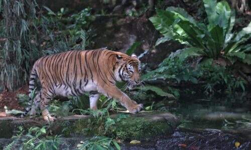 Guna kepakaran Thailand tingkatkan populasi Harimau Malaya