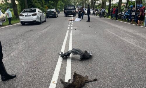 Ajal elak bangkai anjing