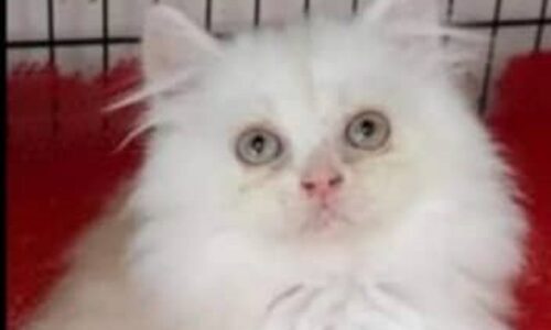Kucing tak dapat, duit simpanan pun lebur lebih RM37,000