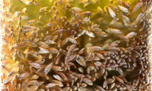 Ajak belia ceburi bidang akuakultur