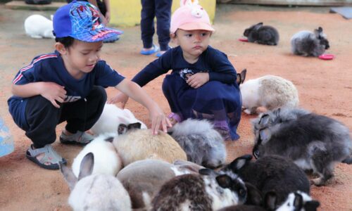 Iman Rabbit Farm rangsang minda kanak-kanak
