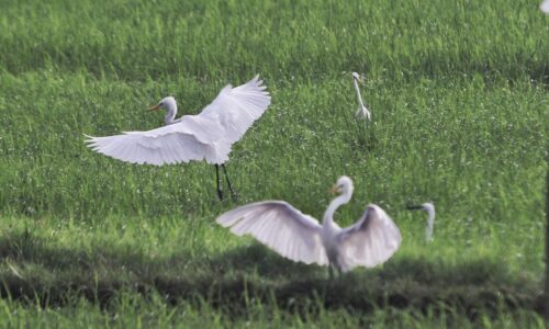 TMM2024: Sawah padi Sungai Rambai bakal gamit pelancong