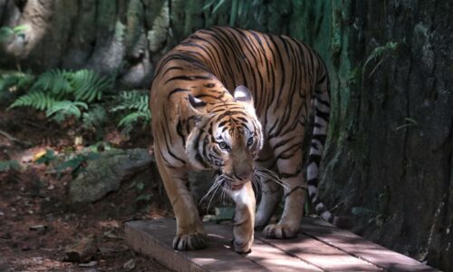 Apa nasib ‘pak belang’