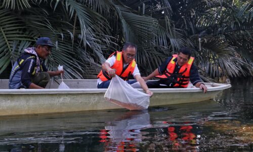 Pelepasan benih udang galah, tambah hasil nelayan