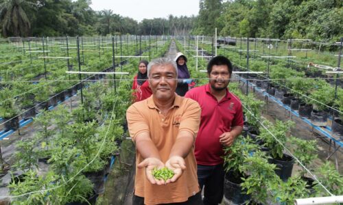 ‘Cili centil’ sumber rezeki