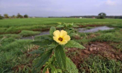 Bunga Pukul Lapan ‘sahabat’ padi