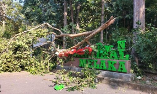 Arca ‘Taman Botanikal’ rosak akibat dihempap dahan pokok