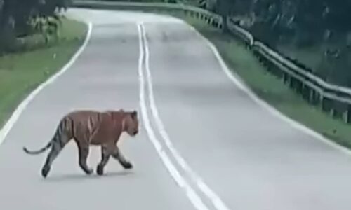 Pemandu lori ais terkejut lihat pak belang di laluan Gua Musang-Jeli