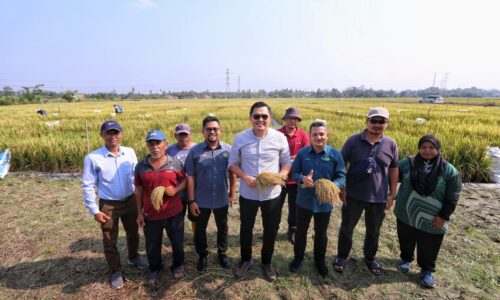 Melaka bakal jadi pengeluar benih padi MR297