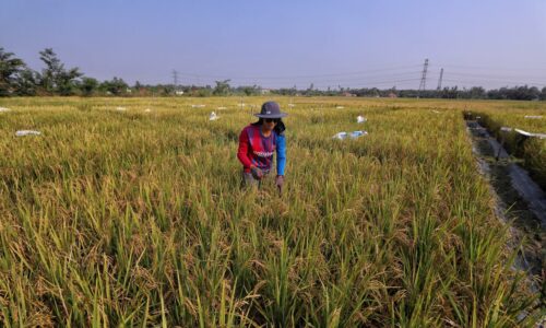 Melaka bakal usahakan ladang benih padi sah pertama di Malaysia