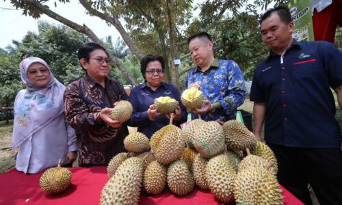 Musang King segar bakal dieksport ke China