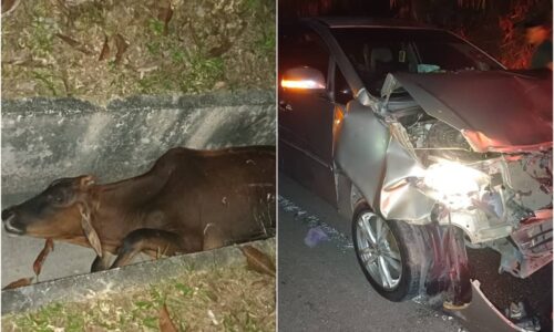 Lembu siapa merayau di Lebuh AMJ?