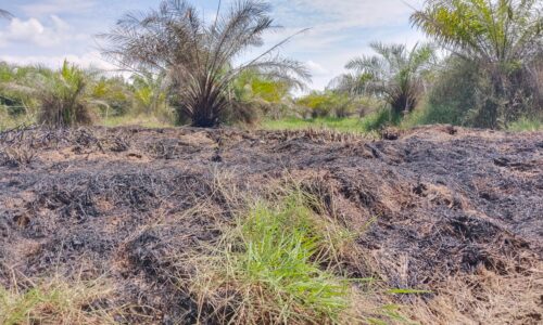Ladang sawit terbakar, bomba giat padam kebakaran