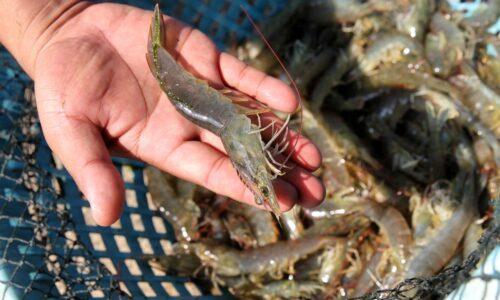 Tingkatkan pengeluaran udang putih – Exco