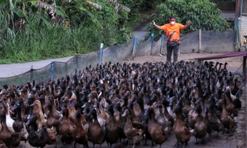 Raih pendapatan lumayan hasil jual telur itik