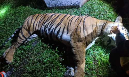 Perhilitan lapor polis terhadap individu cabut misai harimau belang