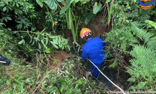 Anak lembu jatuh parit diselamatkan