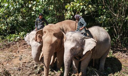 Gajah liar masuk kampung, penduduk Orang Asli bertempiaran