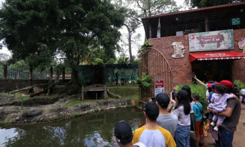 TMM2024: Panda merah tarikan terbaharu Zoo Melaka