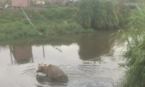 Bomba selamatkan lembu terperangkap dalam parit