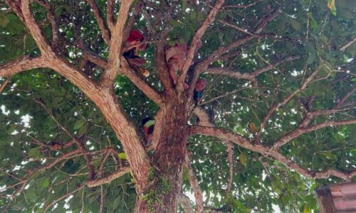 Empat lelaki mangsa banjir terperangkap atas pokok diselamatkan