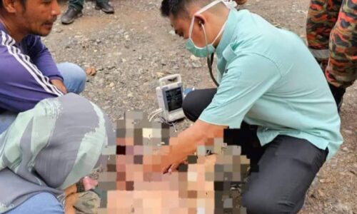 Lelaki maut disengat tebuan tanah