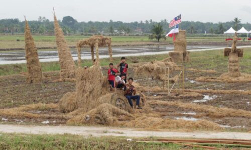 50 tan jerami jadi arca tengah bendang