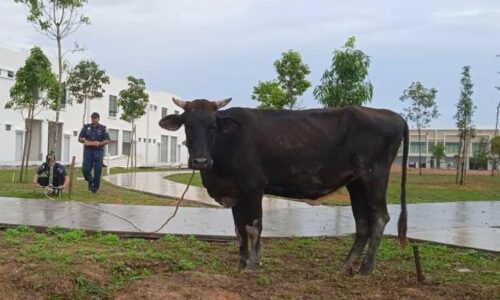 MPJ, Skuad Melaka Beef Farm pantau lembu terbiar