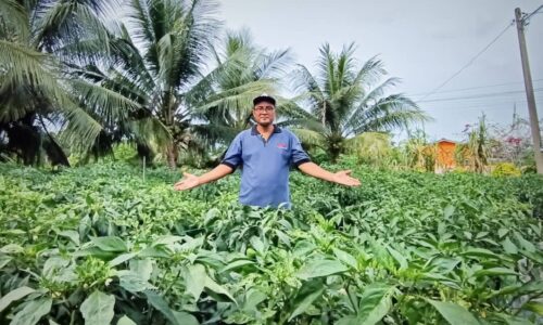 Cili Kulai 461 ‘hobi’ lumayan Cikgu Khairul