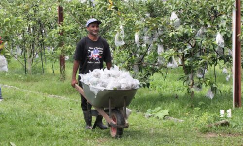 Jambu batu lohan ikon buah Melaka