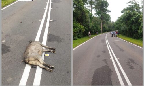 Lelaki maut langgar babi hutan