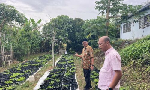 Perluas tanaman pegaga di Asahan, bantu asnaf jana pendapatan