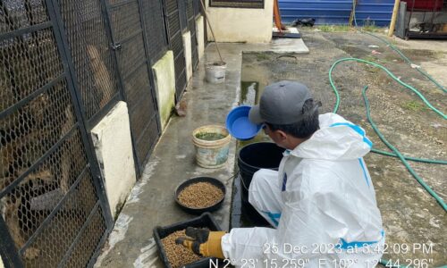 MPAG tangkap 1,081 haiwan terbiar