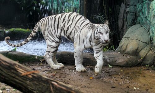 Kurus sebab kurang sihat bukan tak cukup makan