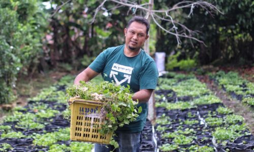 Pegaga kini tanaman berharga