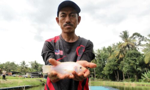 Penternak tilapia berjiwa kental