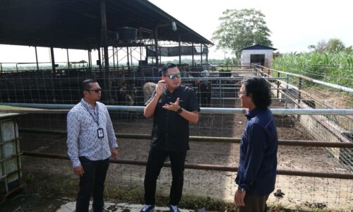 Lembu terbiar: Tiada kompromi, pengurangan kompaun