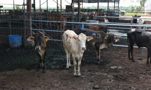 Lelong lembu terbiar serendah RM1,600
