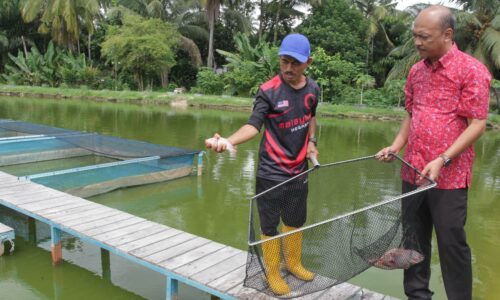 Galak lebih ramai usahakan kolam ternakan