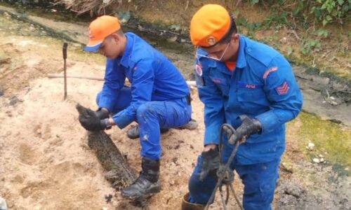 Anak buaya tembaga gemparkan Kampung Paya Rumput