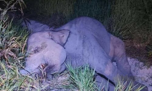 Anak gajah mati dilanggar kereta api penumpang di Kluang